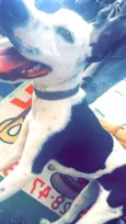 Jujuba