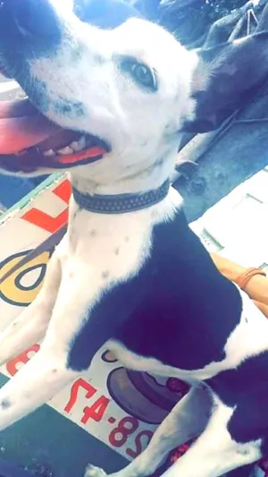 Cachorro raça Vira-lata e pit bull idade 1 ano nome Jujuba
