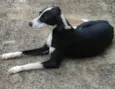 Pretinha