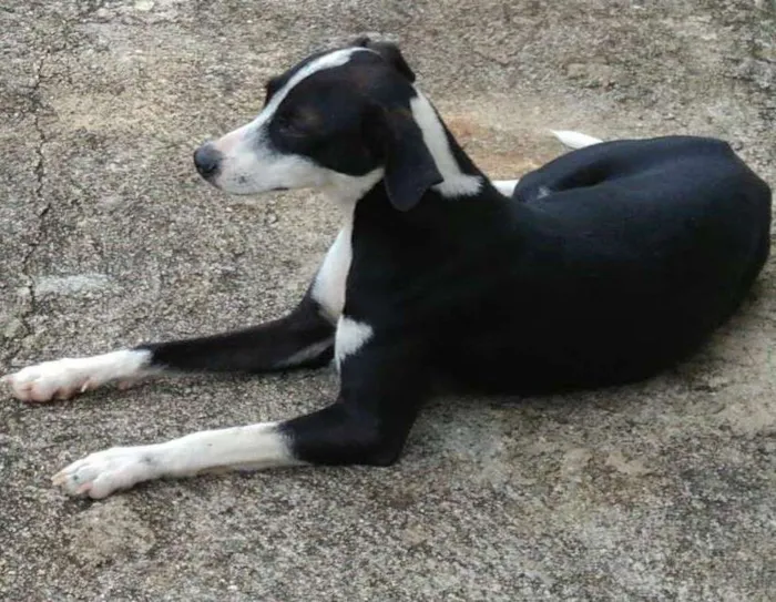 Cachorro ra a Viralata idade 1 ano nome Pretinha