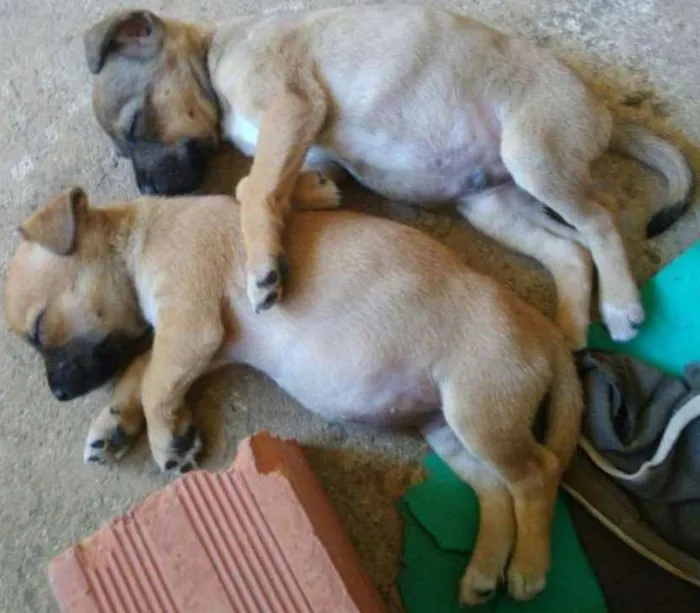 Cachorro ra a Vira lata idade Abaixo de 2 meses nome Não tem