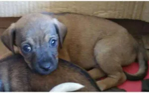 Cachorro raça Vira lata idade Abaixo de 2 meses nome Não tem