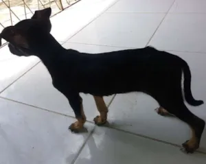 Cachorro raça Vira lata  idade 2 a 6 meses nome Dora