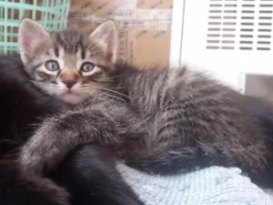 Gato raça  idade 2 a 6 meses nome Nik