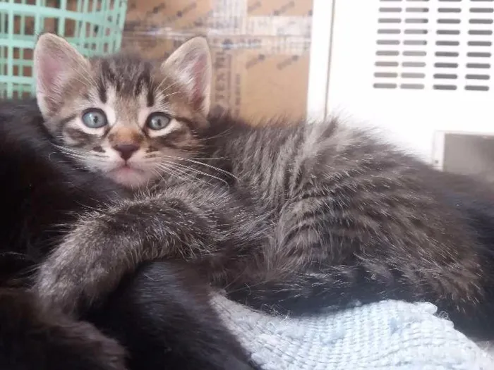 Gato ra a  idade 2 a 6 meses nome Nik
