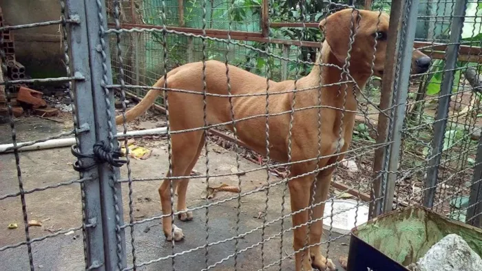 Cachorro ra a Srd idade 7 a 11 meses nome Lôla