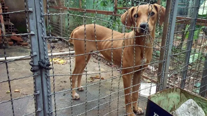 Cachorro ra a Srd idade 7 a 11 meses nome Lôla
