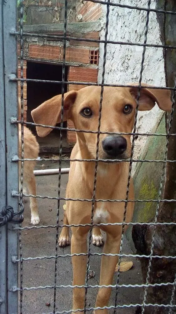 Cachorro ra a Srd idade 7 a 11 meses nome Lôla
