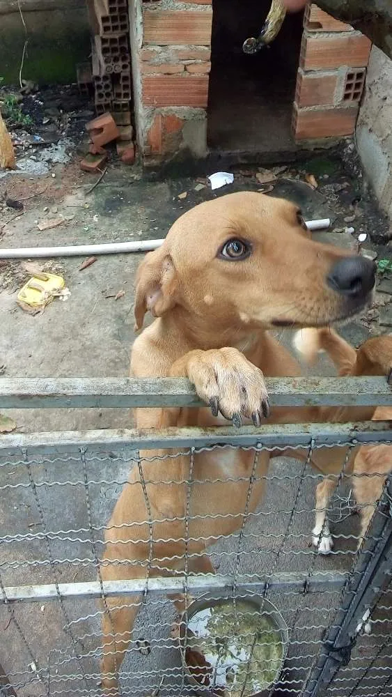 Cachorro ra a Srd idade 7 a 11 meses nome Lôla