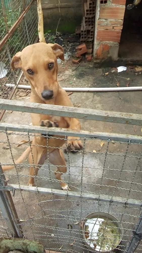 Cachorro ra a Srd idade 7 a 11 meses nome Lôla