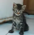 Nik