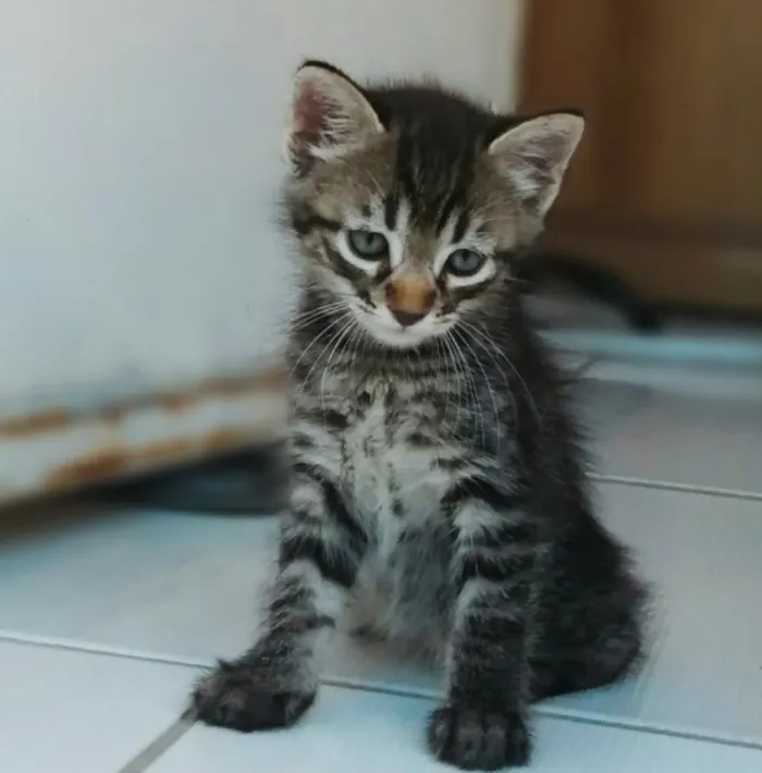 Gato ra a  idade 2 a 6 meses nome Nik
