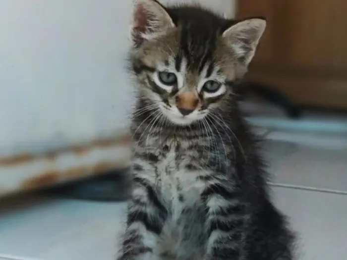 Gato ra a  idade 2 a 6 meses nome Nik