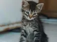 Nik