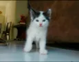 Chiquinha