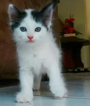 Gato raça  idade 2 a 6 meses nome Chiquinha