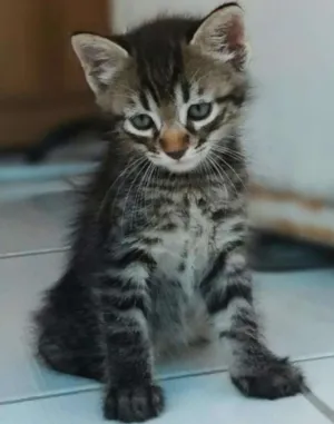 Gato raça  idade 2 a 6 meses nome Nik