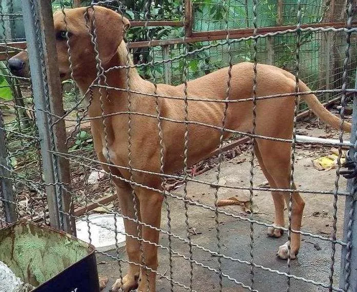 Cachorro ra a Srd idade 7 a 11 meses nome Lôla