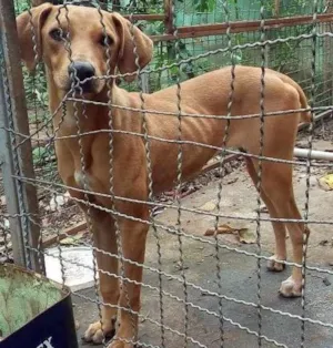 Cachorro raça Srd idade 7 a 11 meses nome Lôla