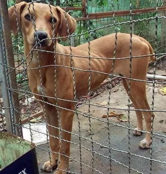 Cachorro ra a Srd idade 7 a 11 meses nome Lôla