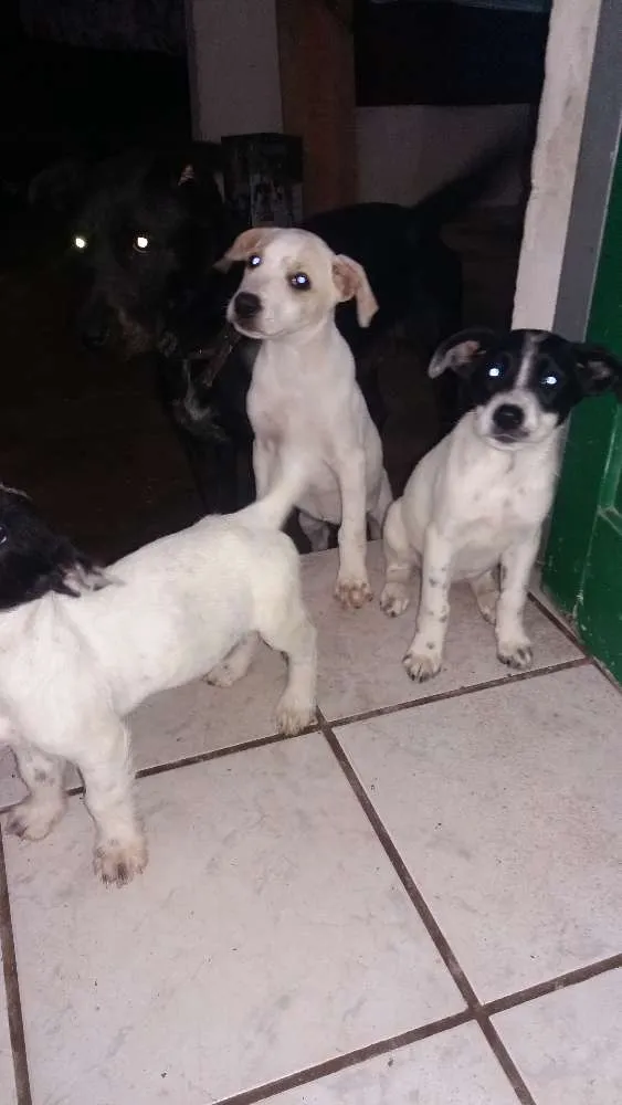 Cachorro ra a Labrador com vira lata idade 2 a 6 meses nome Ainda não tem nomes