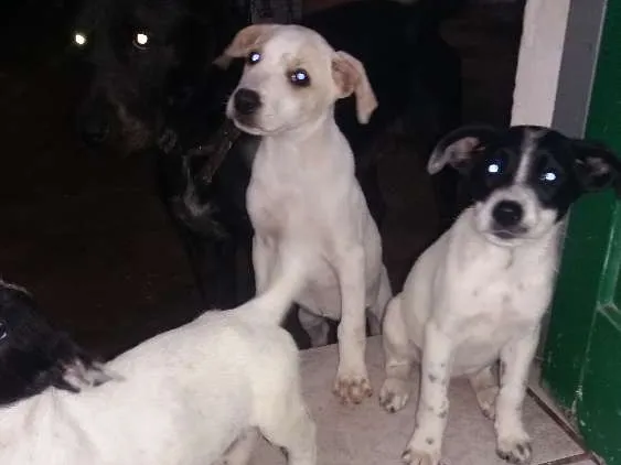 Cachorro ra a Labrador com vira lata idade 2 a 6 meses nome Ainda não tem nomes