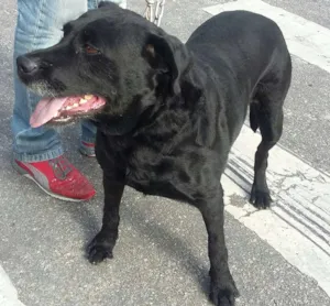 Cachorro raça Srd idade 6 ou mais anos nome Mila 