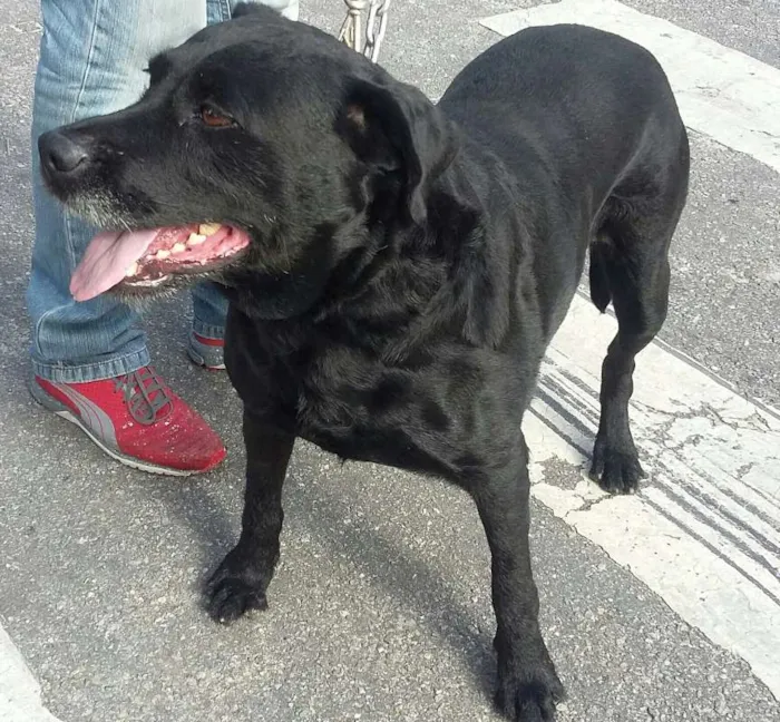 Cachorro ra a Srd idade 6 ou mais anos nome Mila 