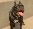 Neguinho