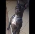 Neguinho