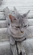 Sarita