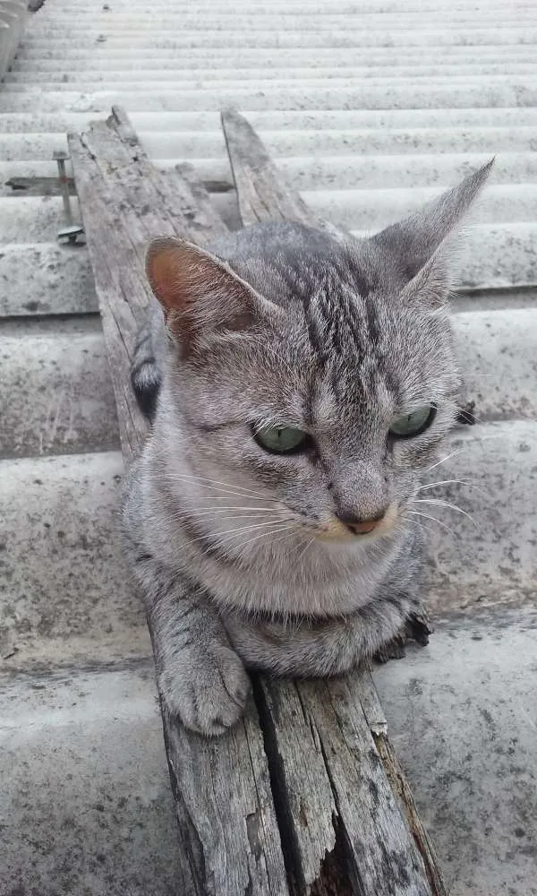 Gato ra a SRD idade 7 a 11 meses nome Sarita