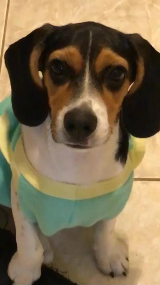 Cachorro ra a Beagle idade 2 a 6 meses nome Leia