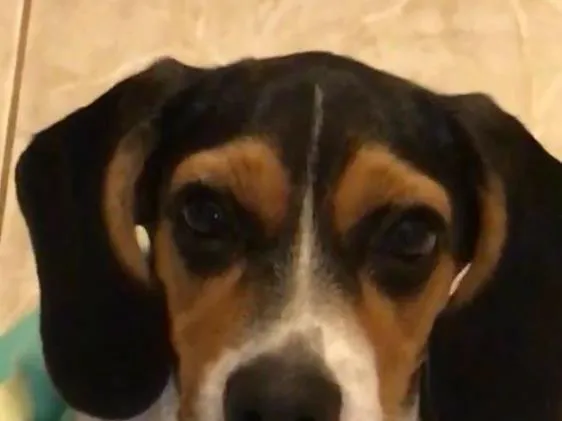 Cachorro ra a Beagle idade 2 a 6 meses nome Leia