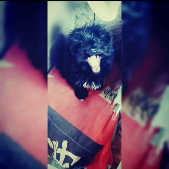 Cachorro raça Poodle  idade 1 ano nome Luly
