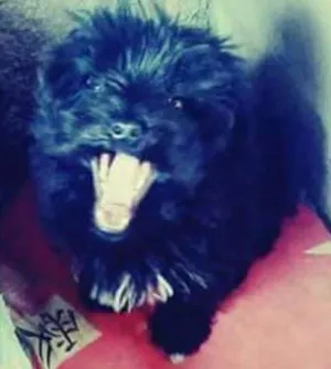 Cachorro raça Poodle  idade 1 ano nome Luly