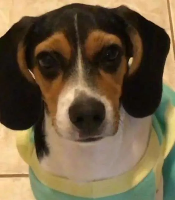 Cachorro ra a Beagle idade 2 a 6 meses nome Leia