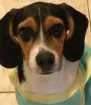 Cachorro raça Beagle idade 2 a 6 meses nome Leia