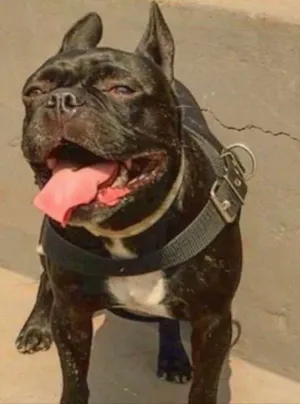 Cachorro raça Buldogue Francês  idade 6 ou mais anos nome Neguinho