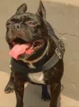 Neguinho