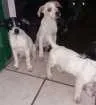 Cachorro raça Labrador com vira lata idade 2 a 6 meses nome Ainda não tem nomes