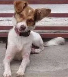 Cachorro ra a Sem raça definida idade 7 a 11 meses nome Calu