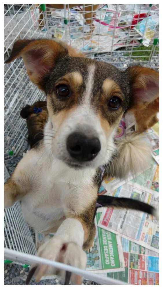 Cachorro ra a SRD idade 1 ano nome Olívia