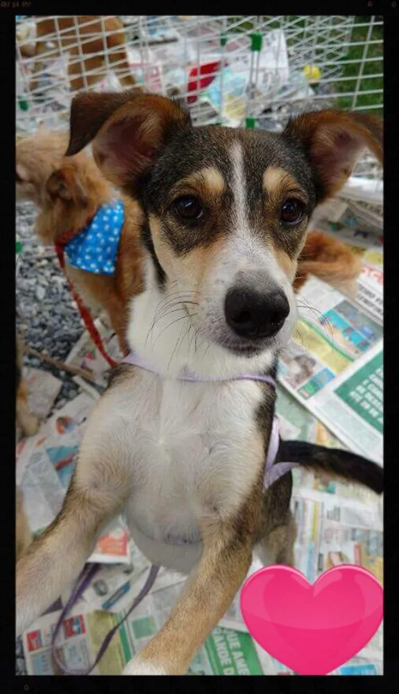Cachorro ra a SRD idade 1 ano nome Olívia