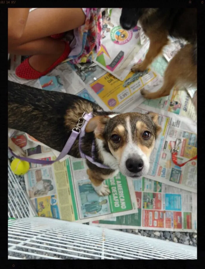 Cachorro ra a SRD idade 1 ano nome Olívia