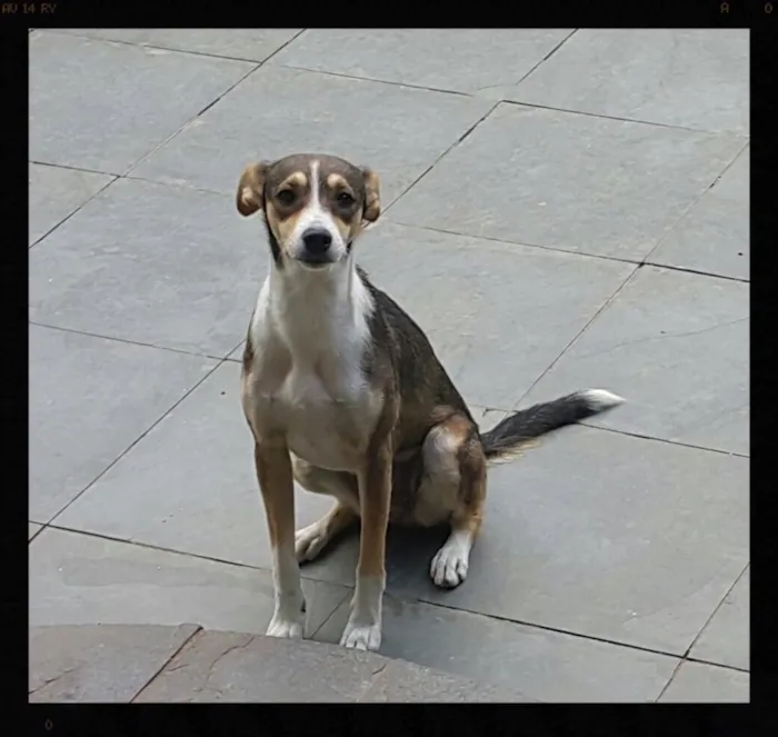 Cachorro ra a SRD idade 1 ano nome Olívia