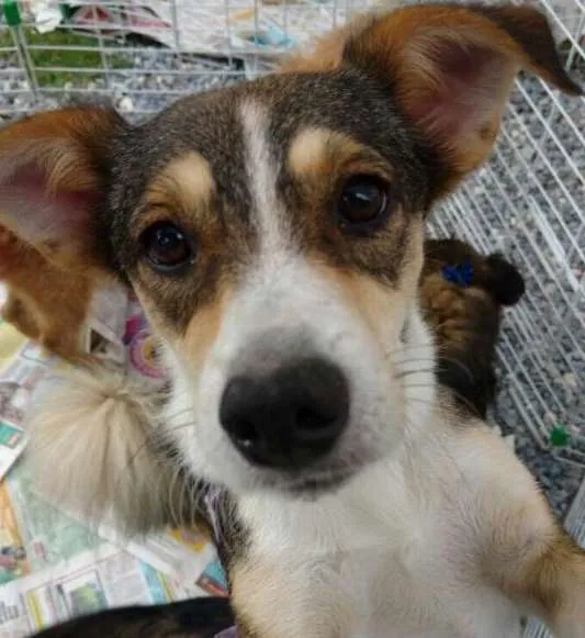 Cachorro ra a SRD idade 1 ano nome Olívia