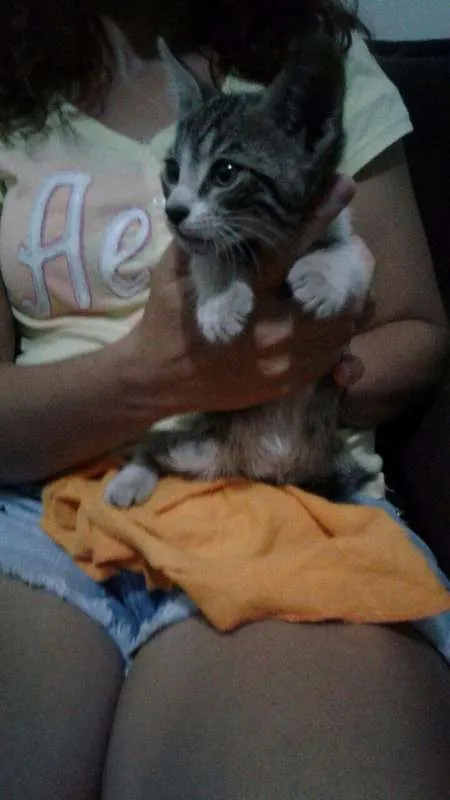 Gato ra a SDR idade 2 a 6 meses nome Não tem