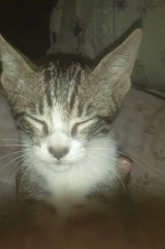 Gato ra a SDR idade 2 a 6 meses nome Não tem