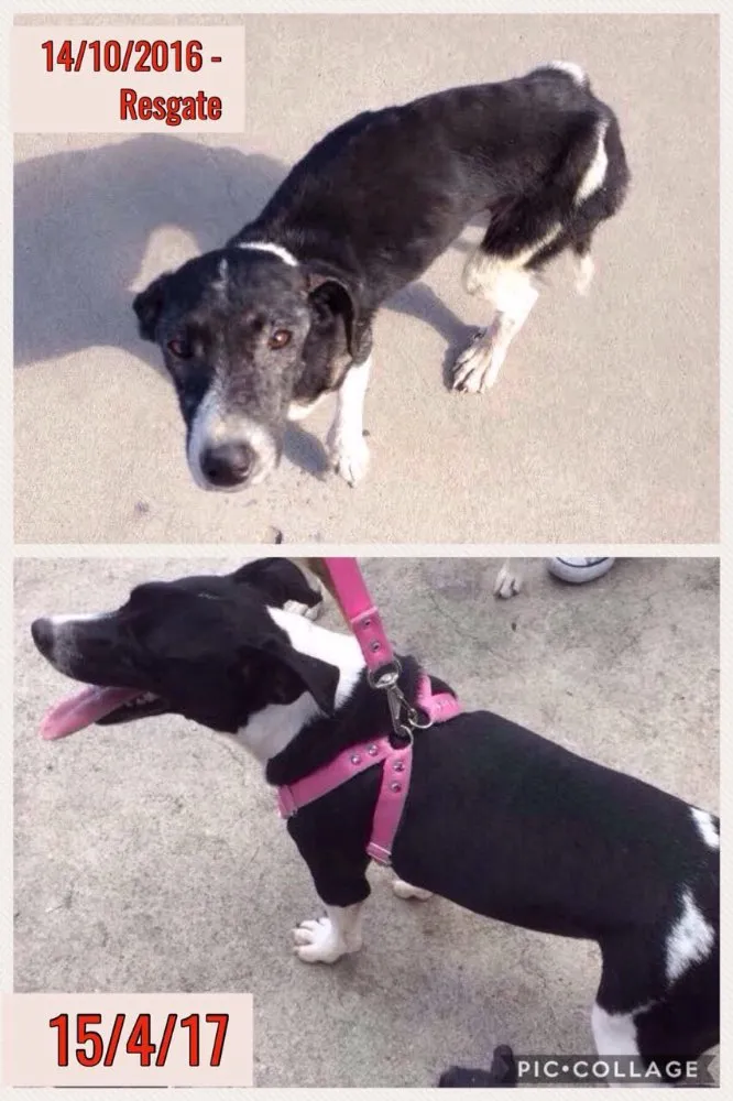 Cachorro ra a SRD idade 1 ano nome Tuca